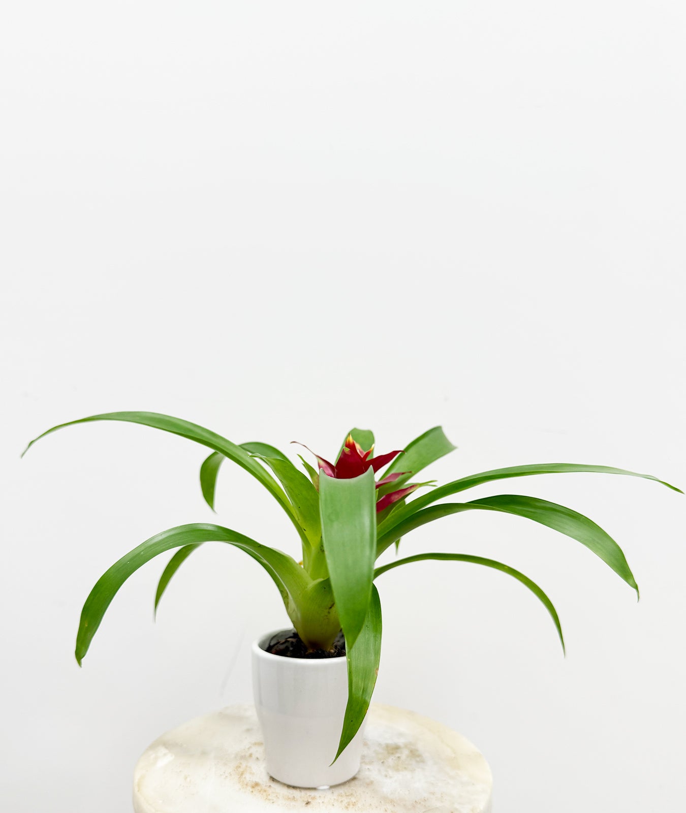 Bromelia in a ceramic 7 cm pot