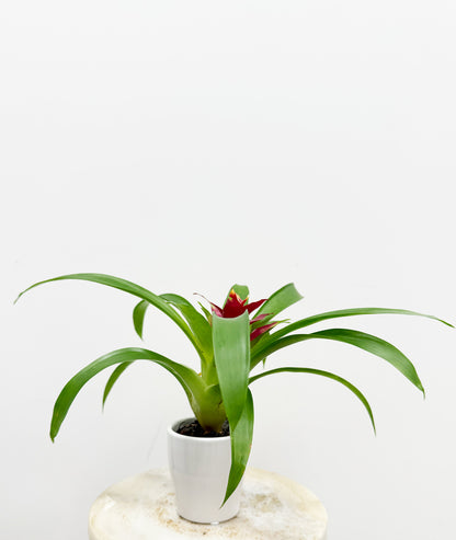 Bromelia in a ceramic 7 cm pot