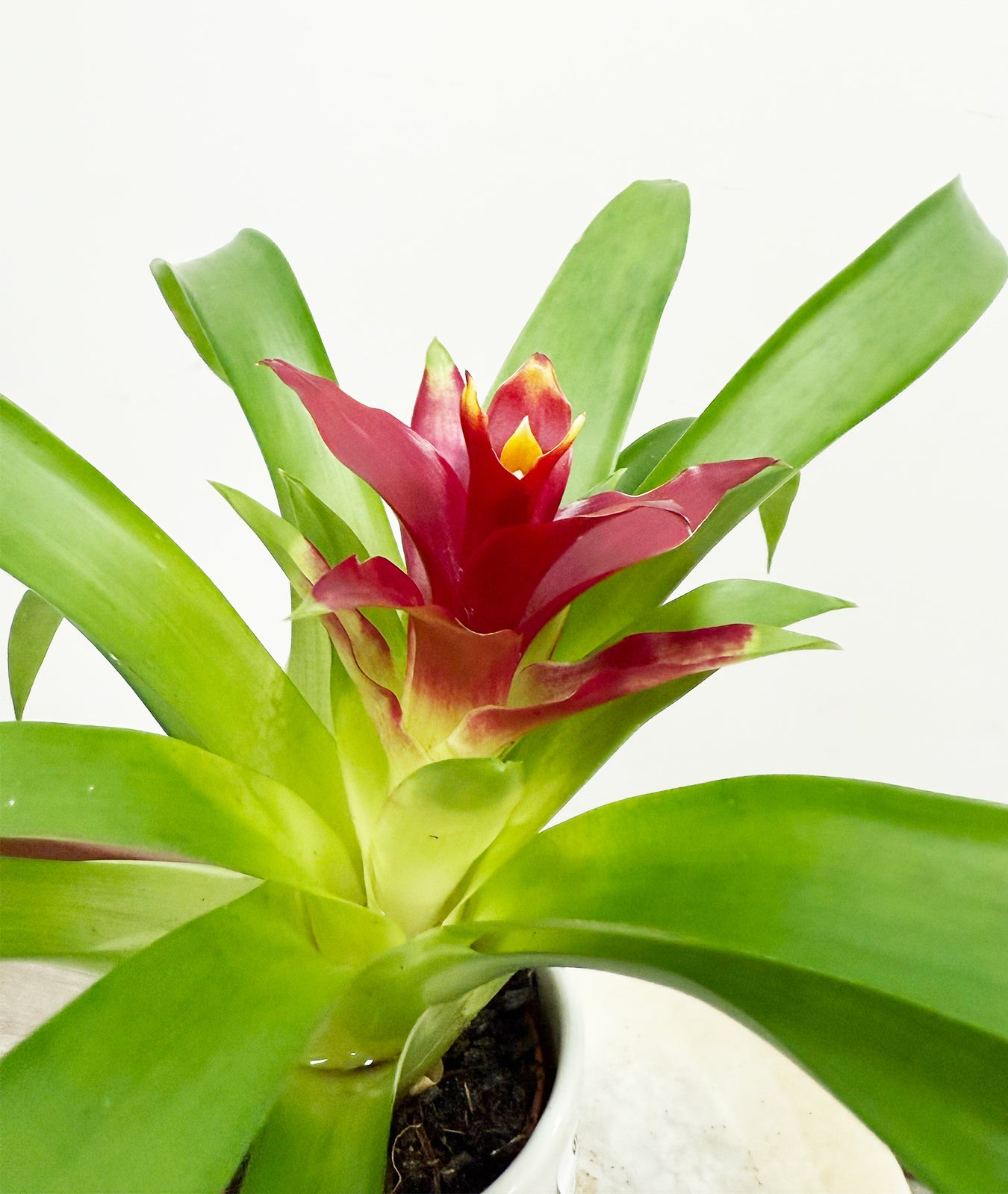 Bromelia in a ceramic 7 cm pot