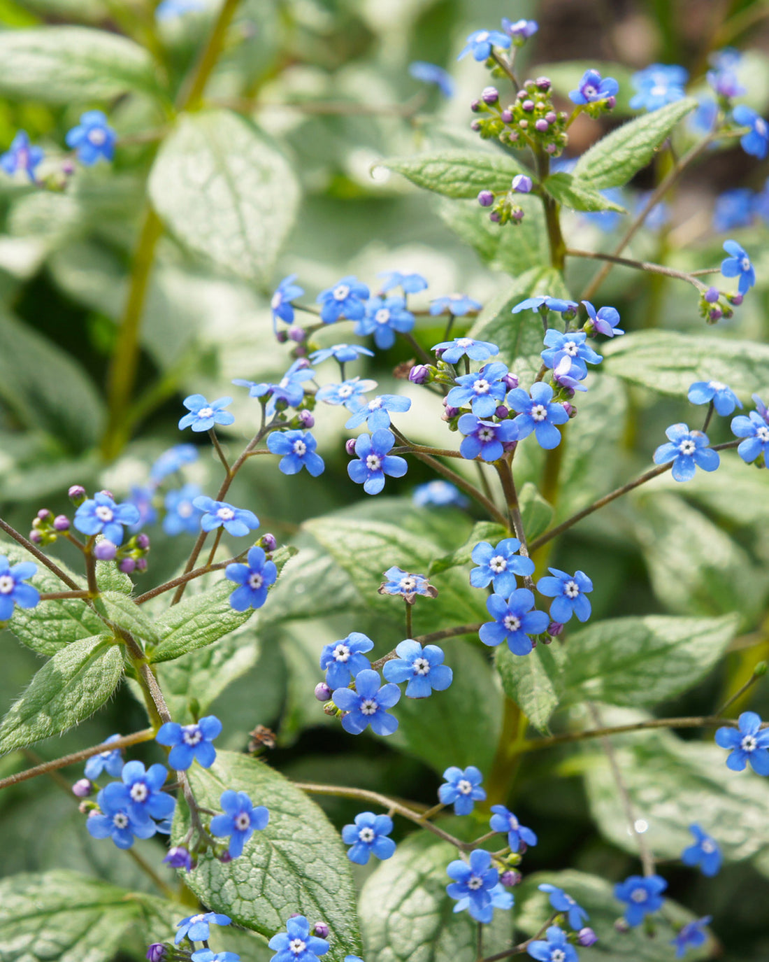 Brunnera macrophylla