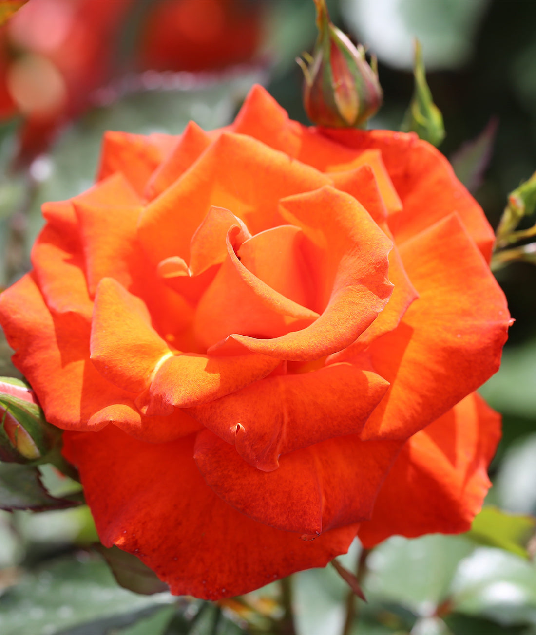 Rosa ‘Burning Desire’