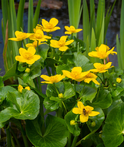 Caltha palustris