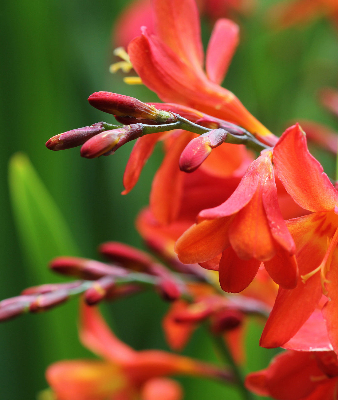 Crocosmia &