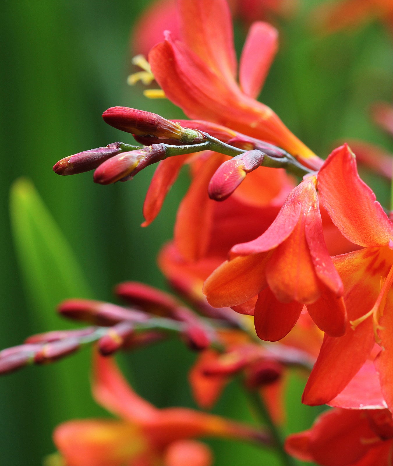 Crocosmia &
