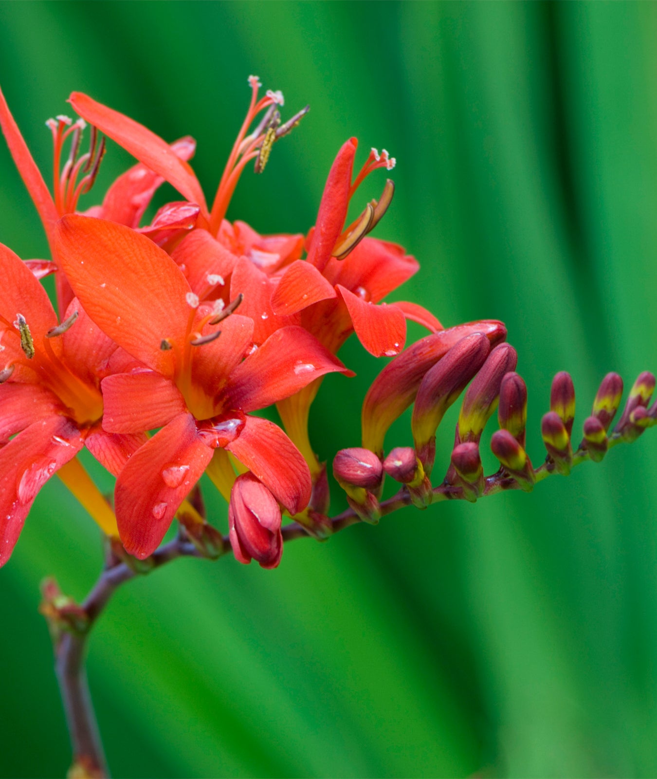 Crocosmia &