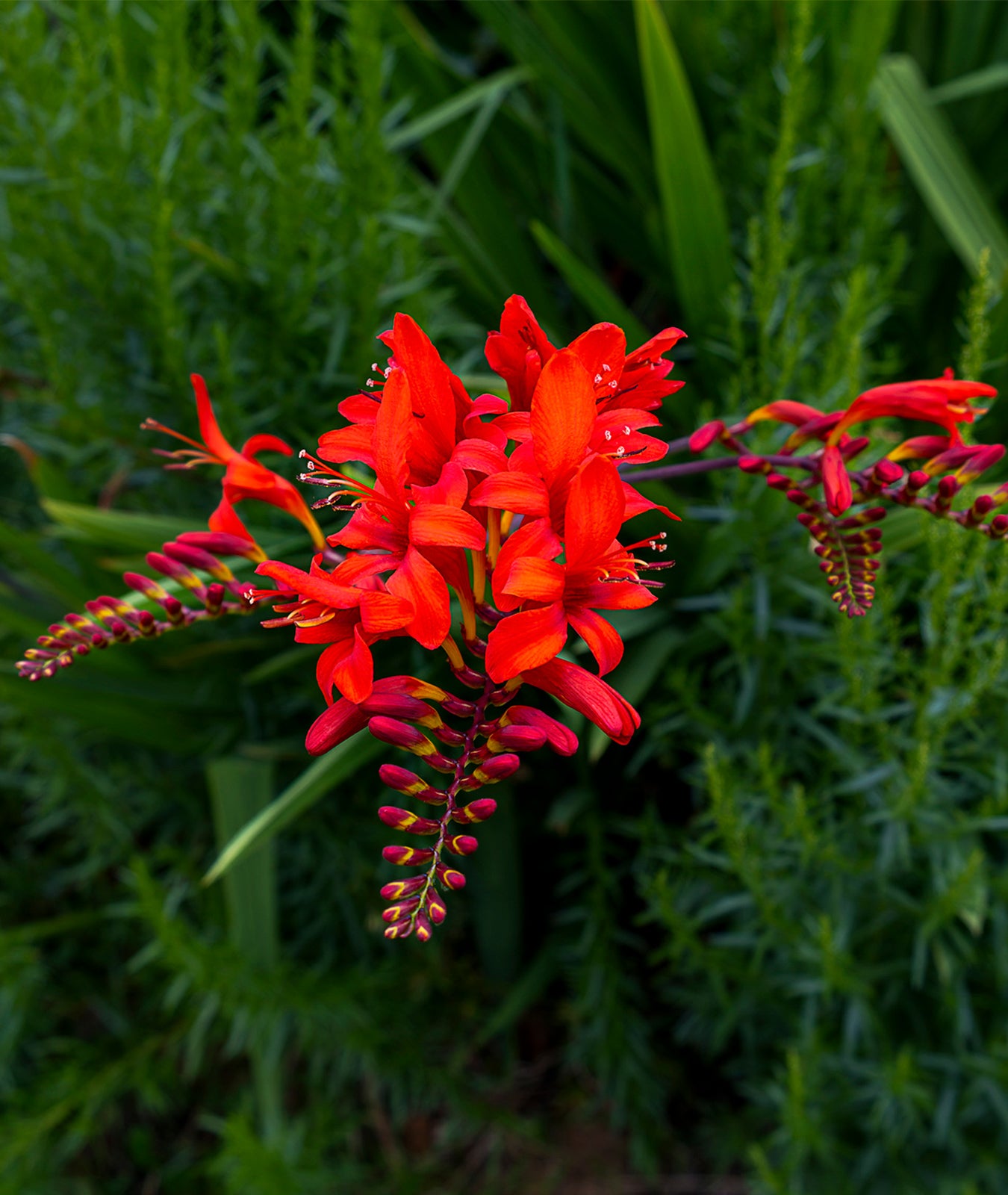 Crocosmia &