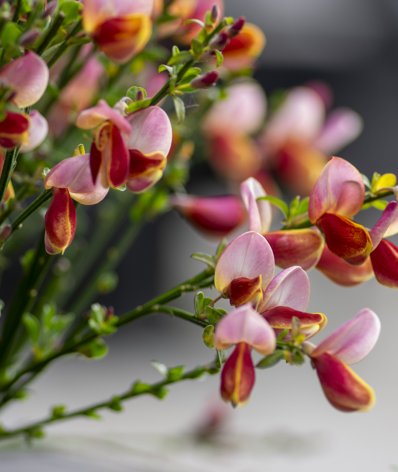 Cytisus &