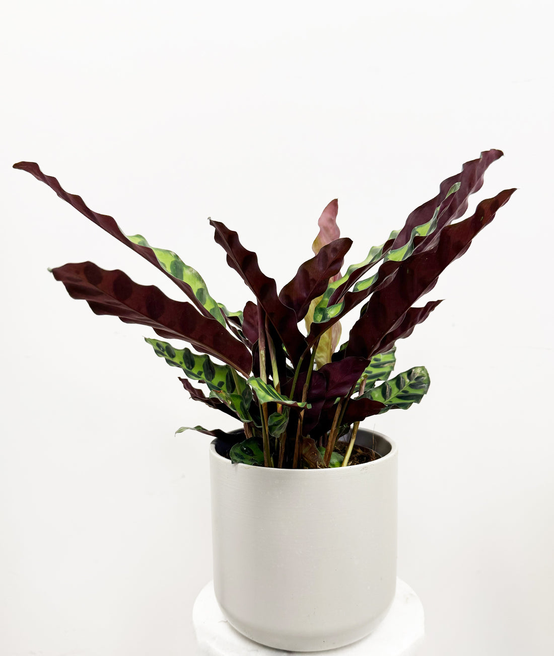Rattlesnake Plant