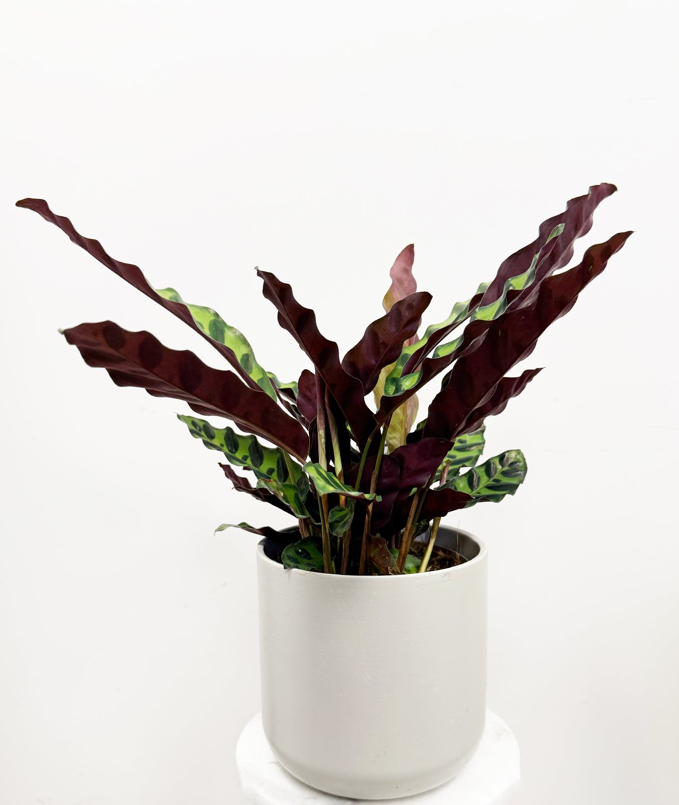Rattlesnake Plant