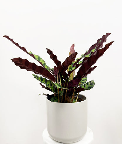 Rattlesnake Plant