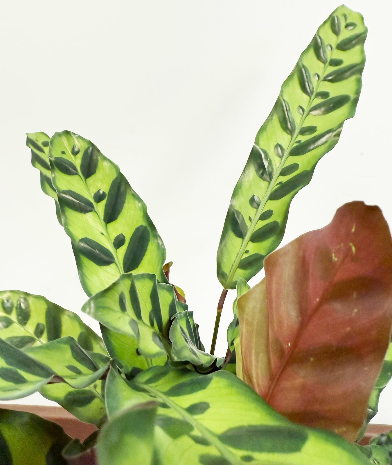 Calathea Lancifolia Houseplant