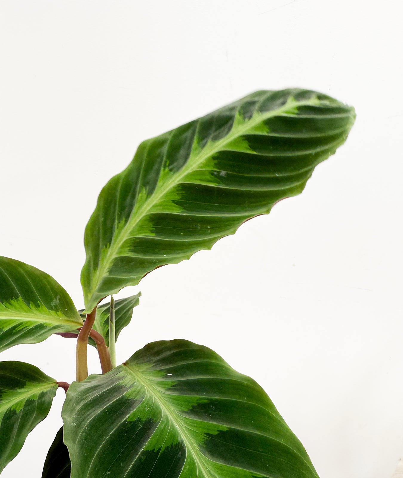 Calathea Warscewiczii Houseplant