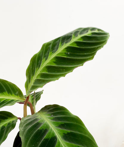 Jungle Velvet Calathea