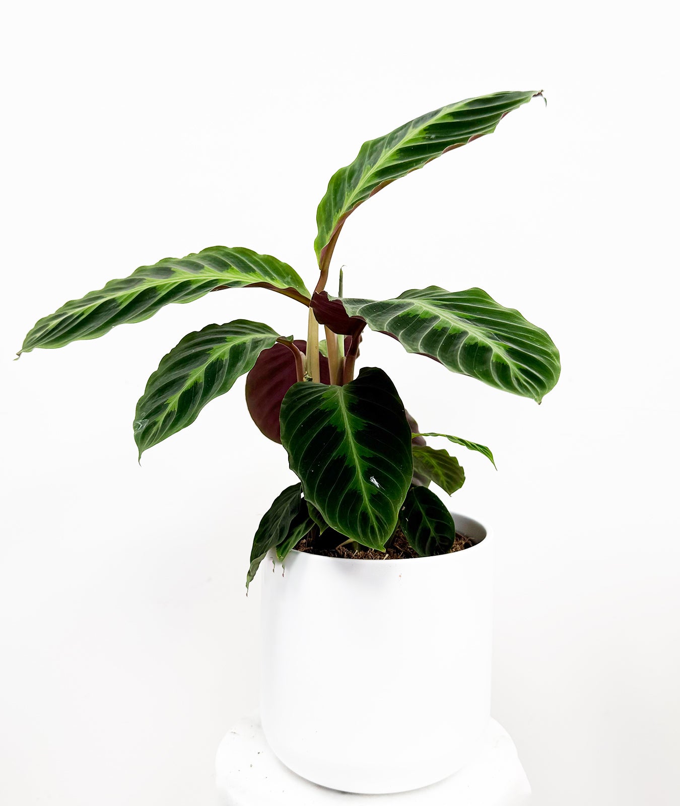 Jungle Velvet Calathea