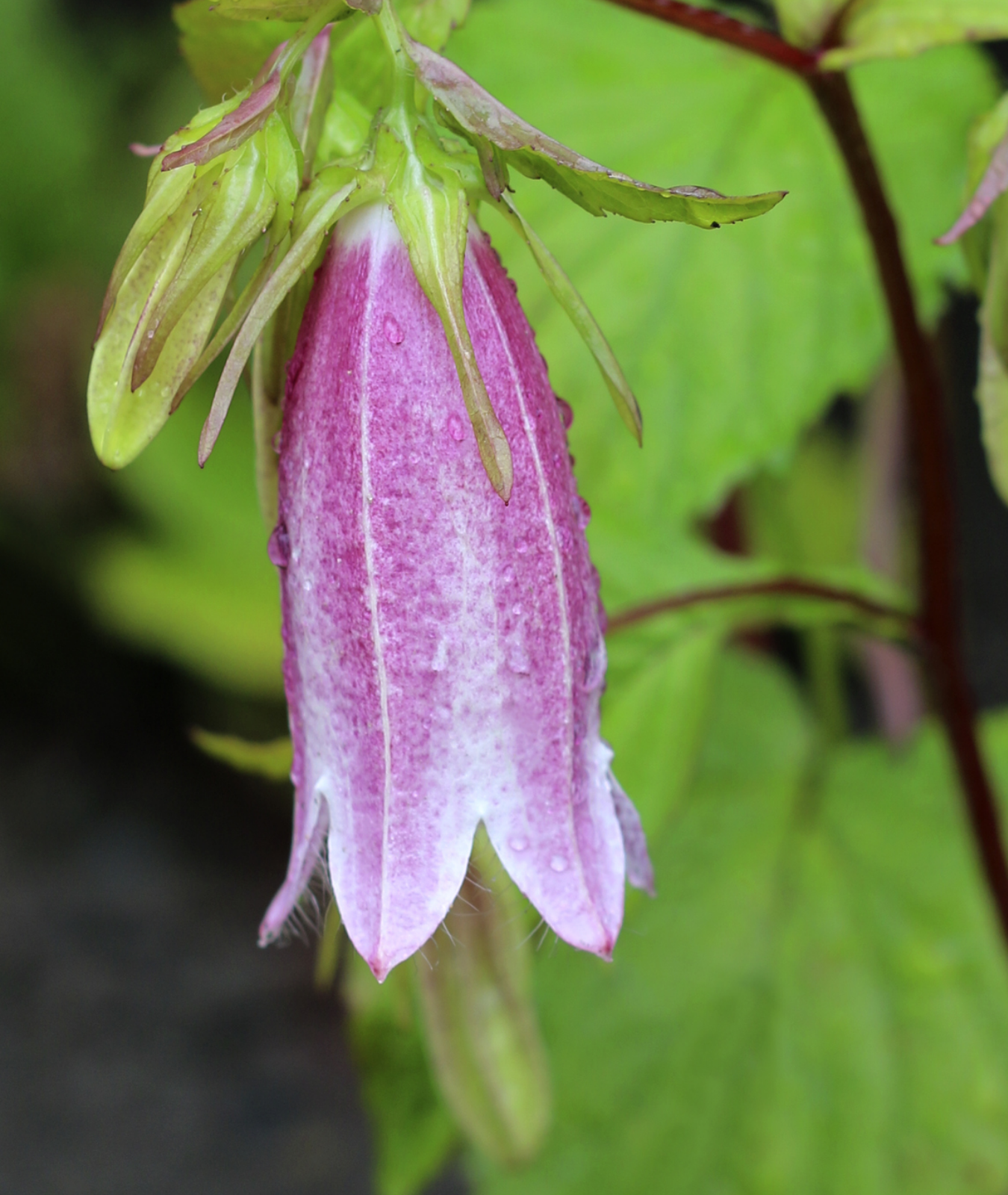 Campanula takesimana &