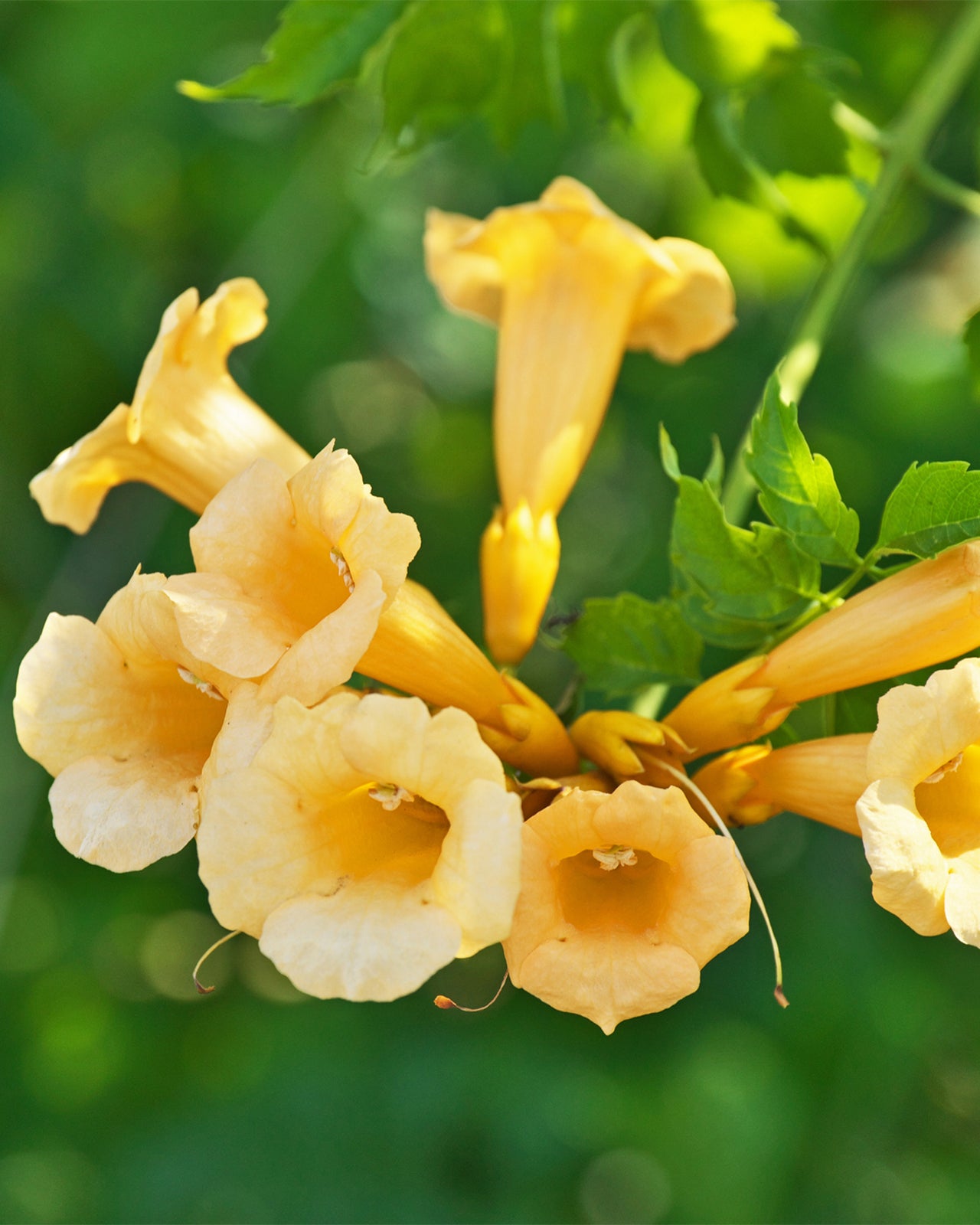 Campsis radicans ‘Flava’