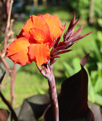 CANNA &