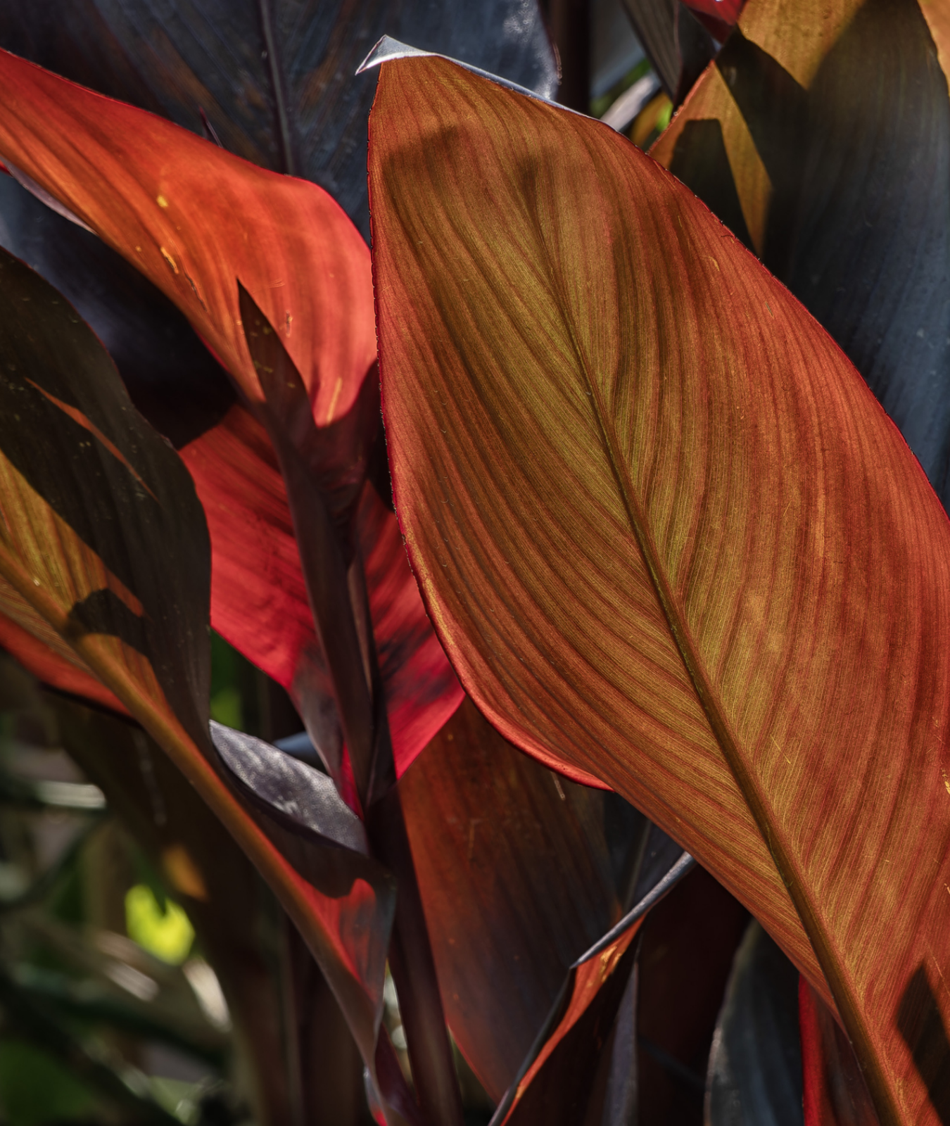 CANNA &