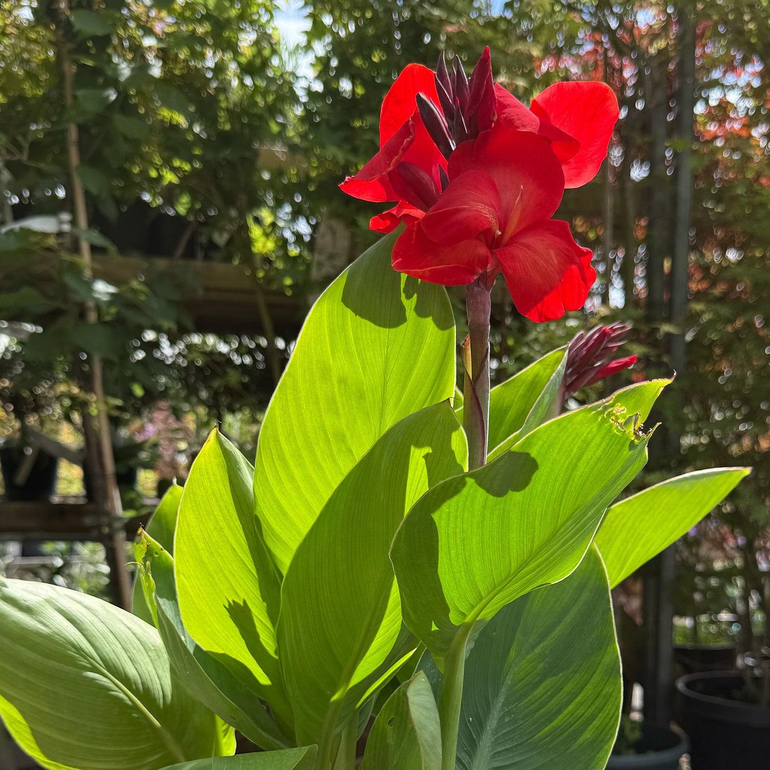 Canna &