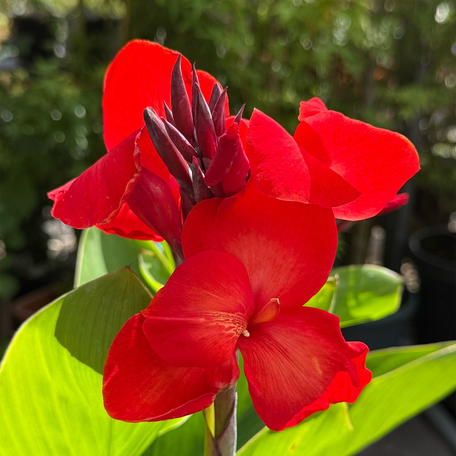 Canna &