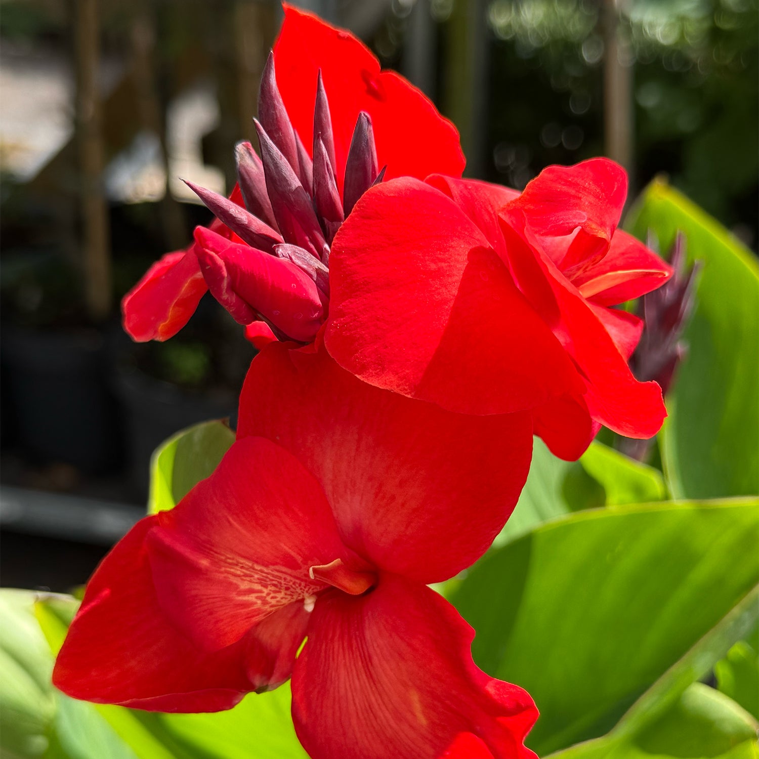 Canna &