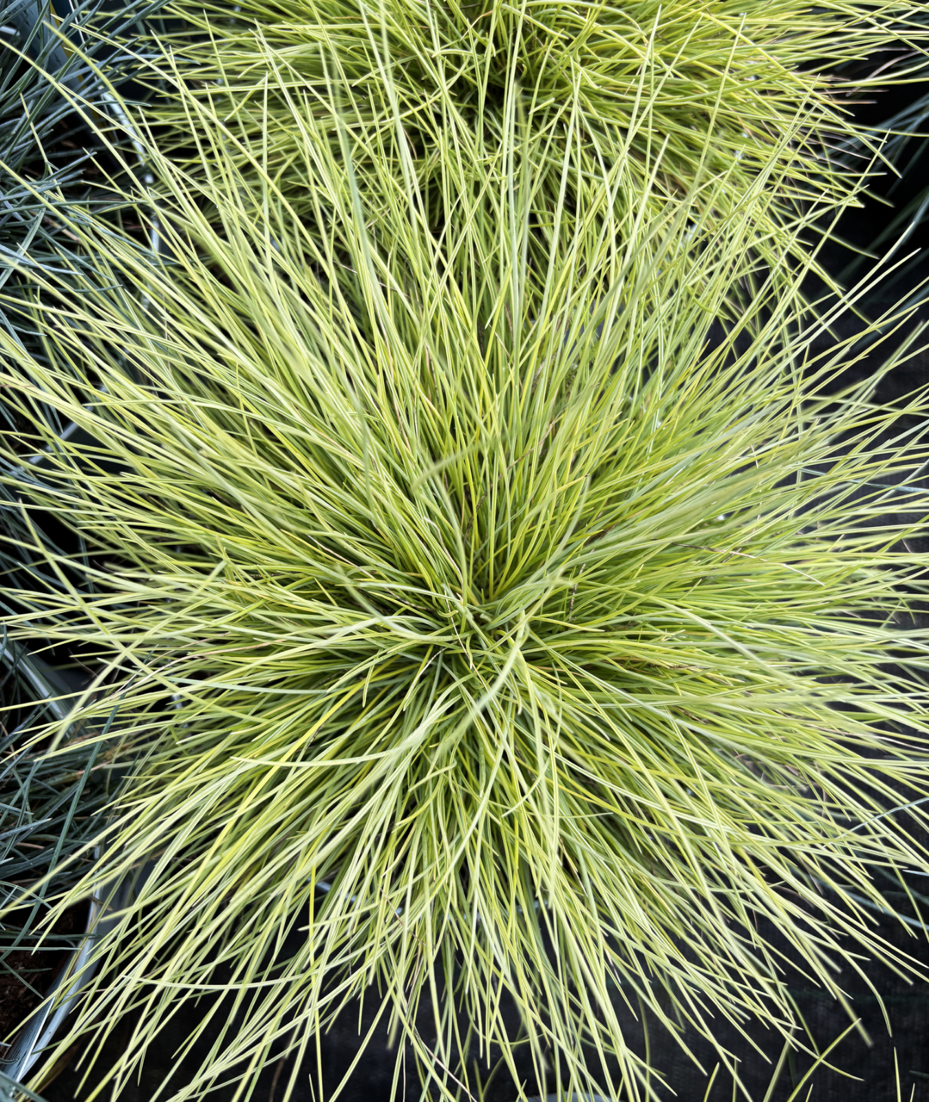 Carex oshimensis &
