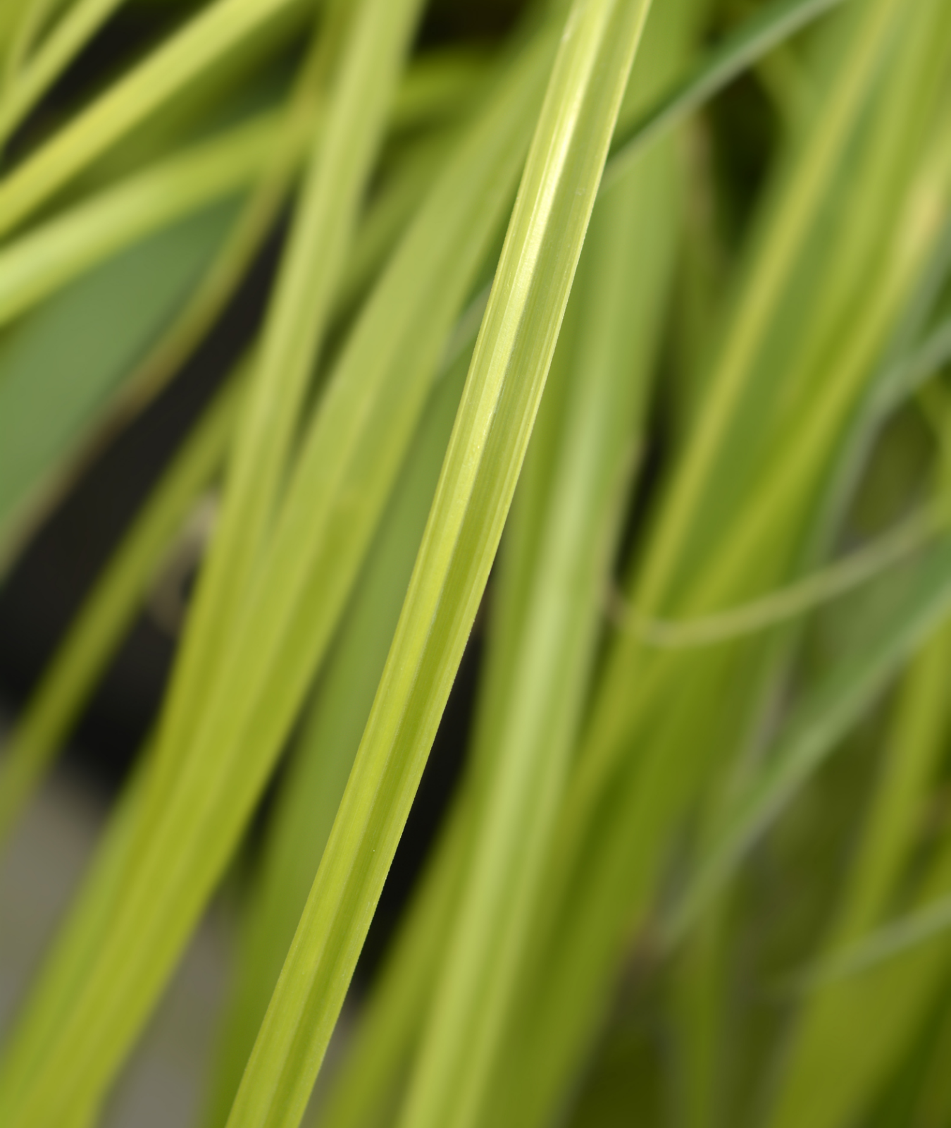 Carex oshimensis &