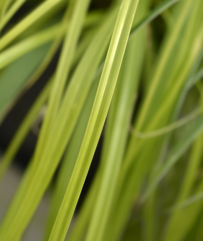 Carex oshimensis &