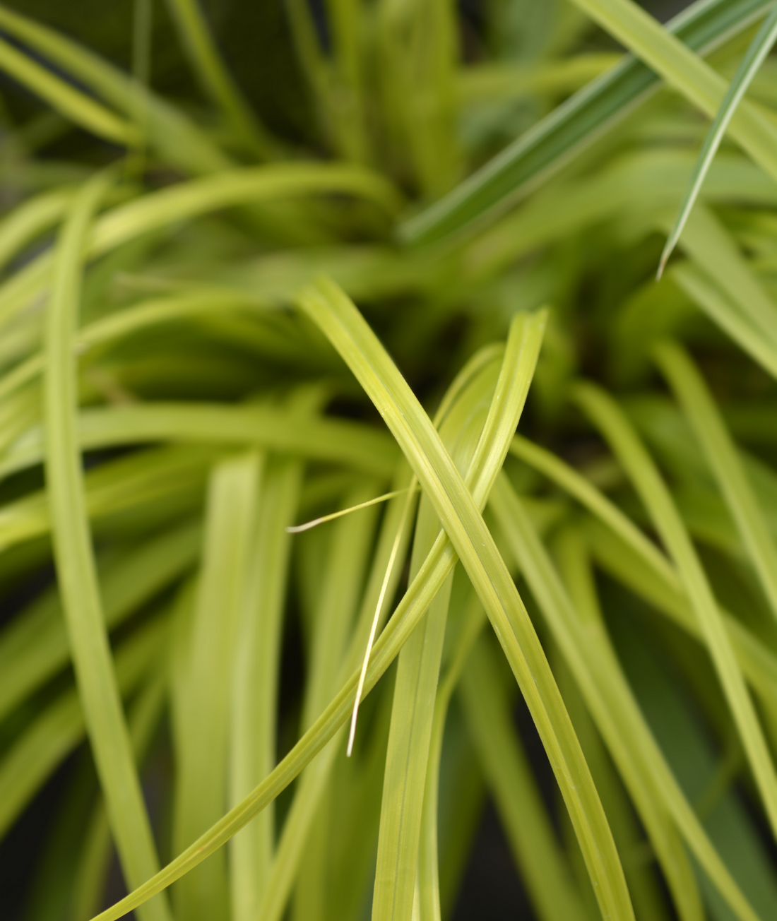 Carex oshimensis &