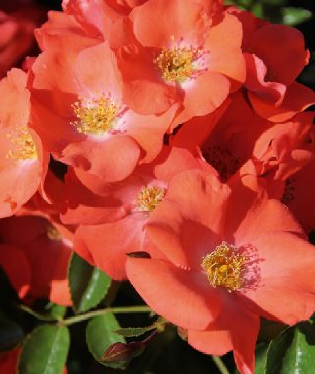 Rosa Flower Carpet &