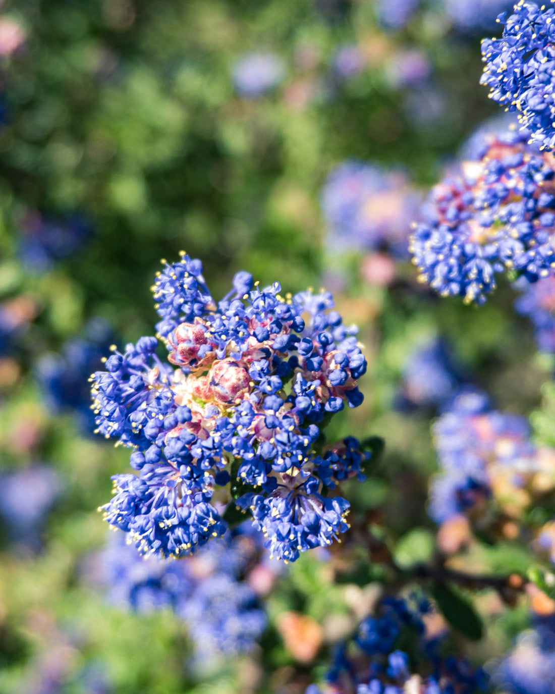 Ceanothus &