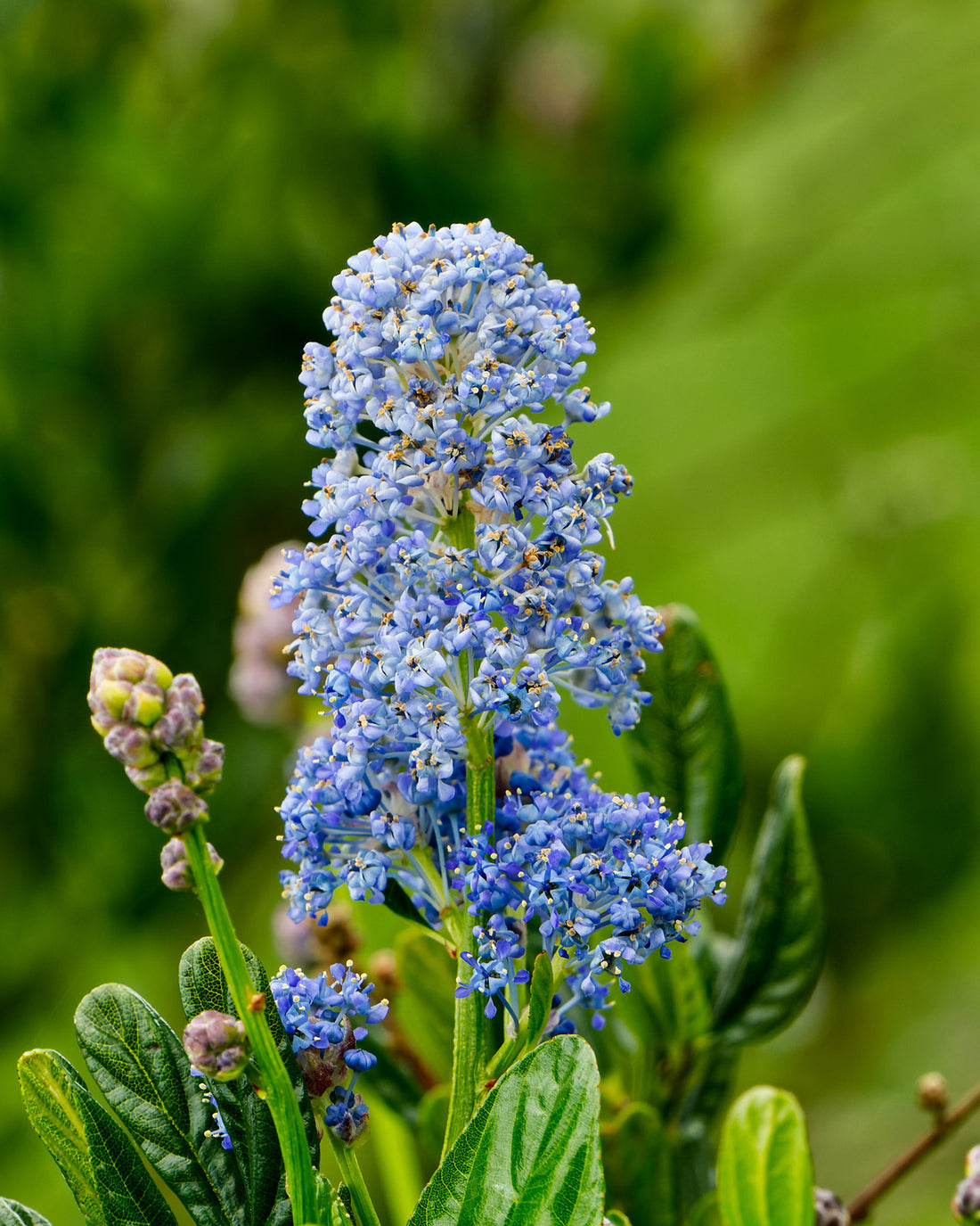 Ceanothus &