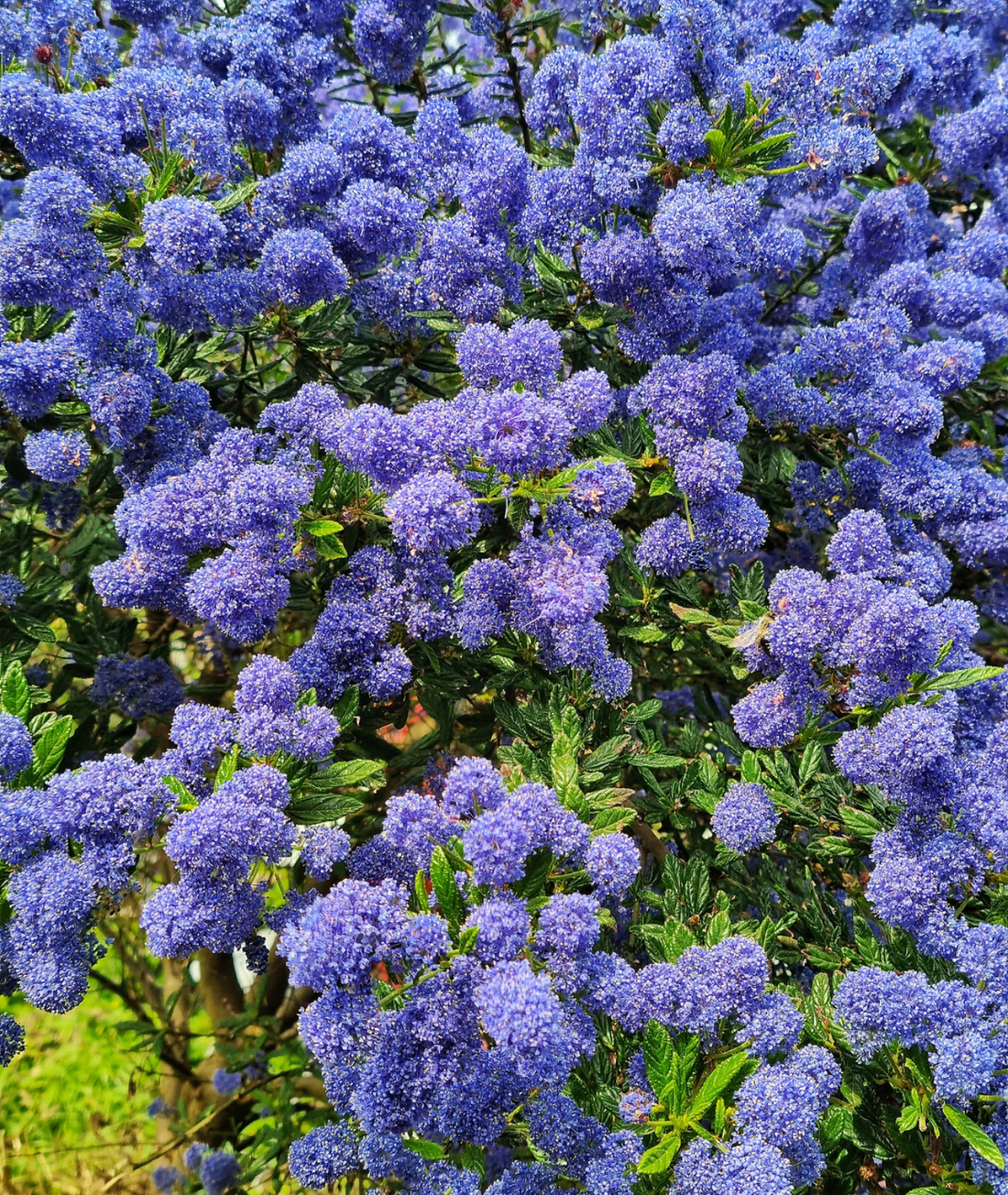 Ceanothus &