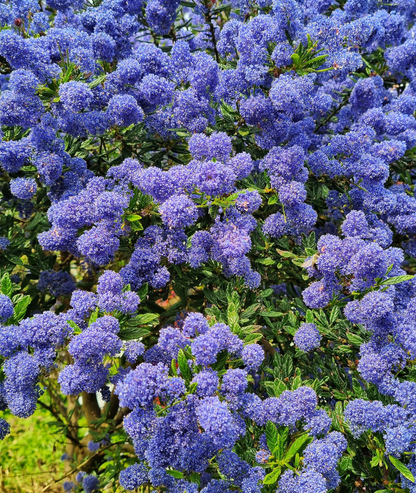 Ceanothus &