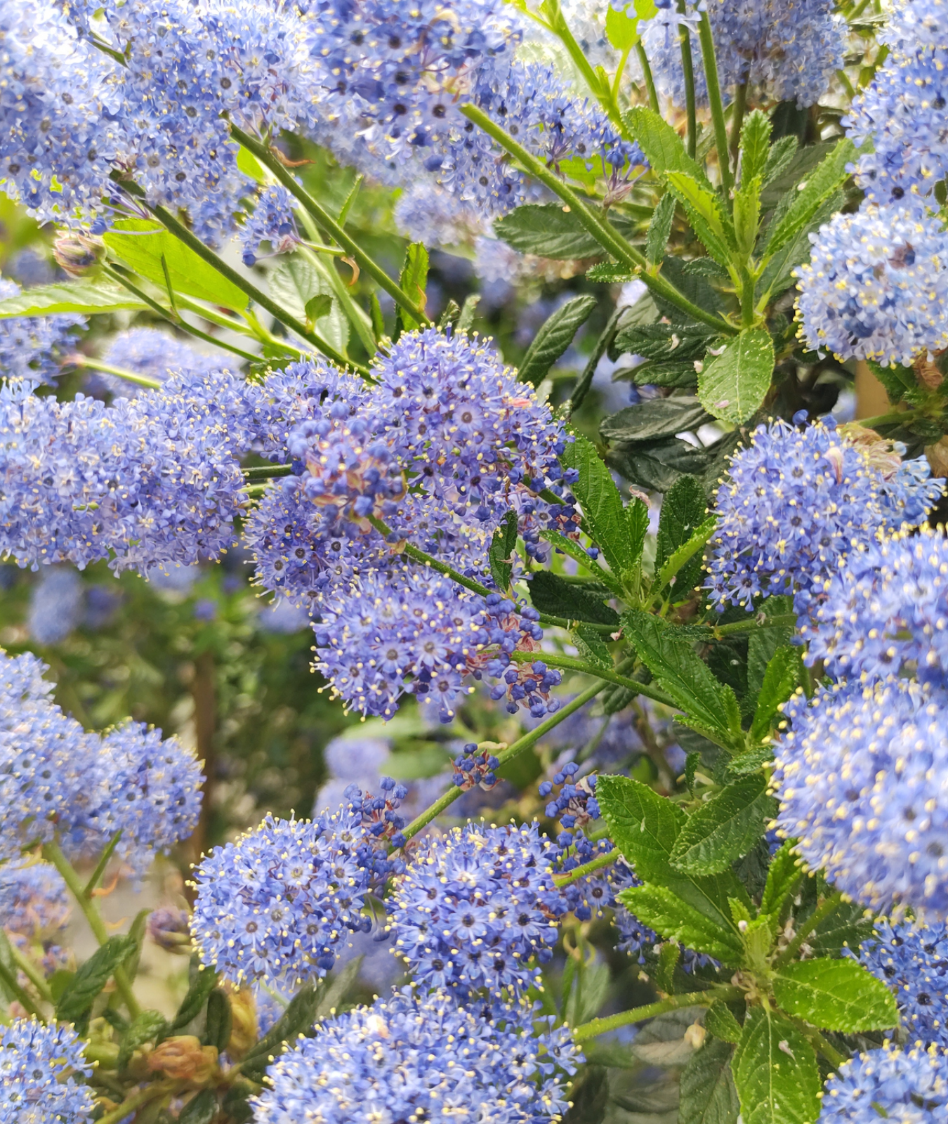 Ceanothus &