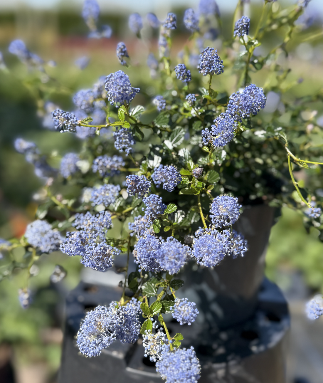 Ceanothus thyrsiflorus var. repens