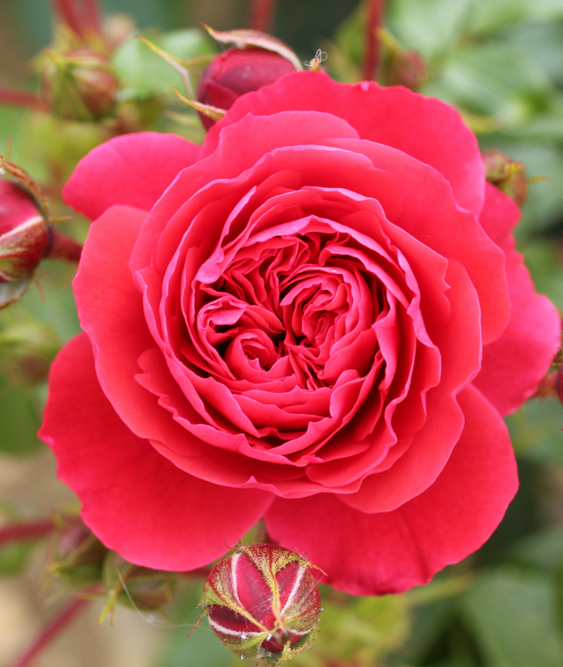 Rose ‘Cherry Girl’ 3L