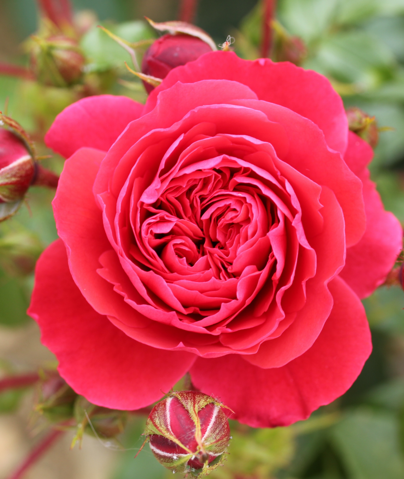 Rose ‘Cherry Girl’ 3L