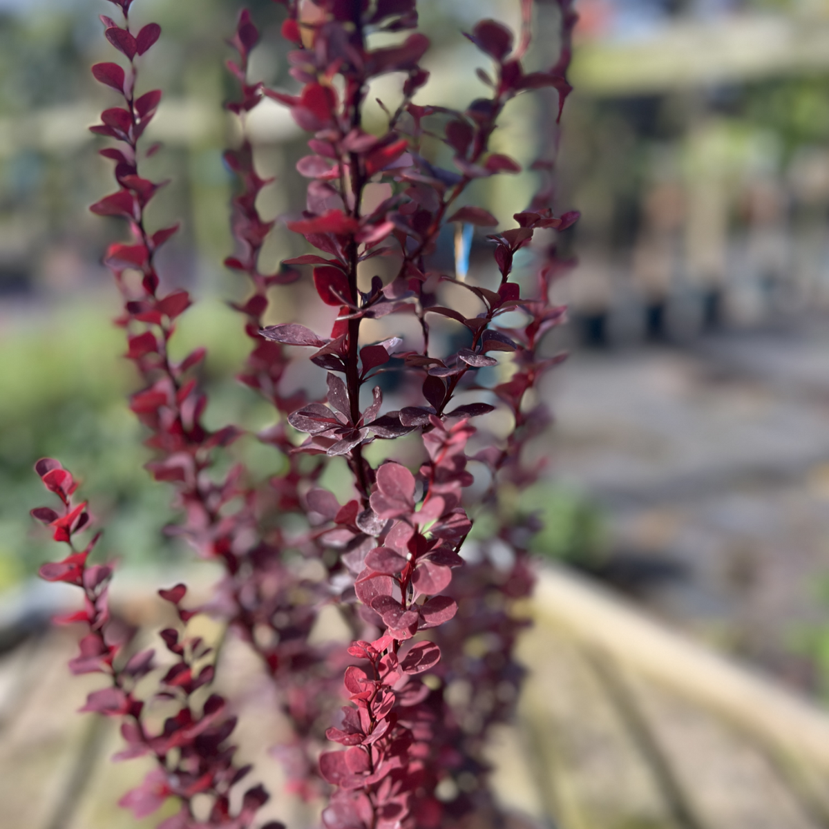 Berberis thunbergii &