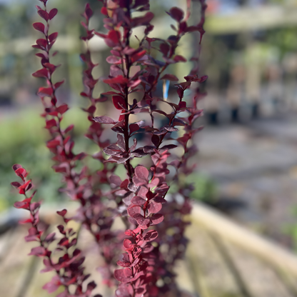 Berberis thunbergii &
