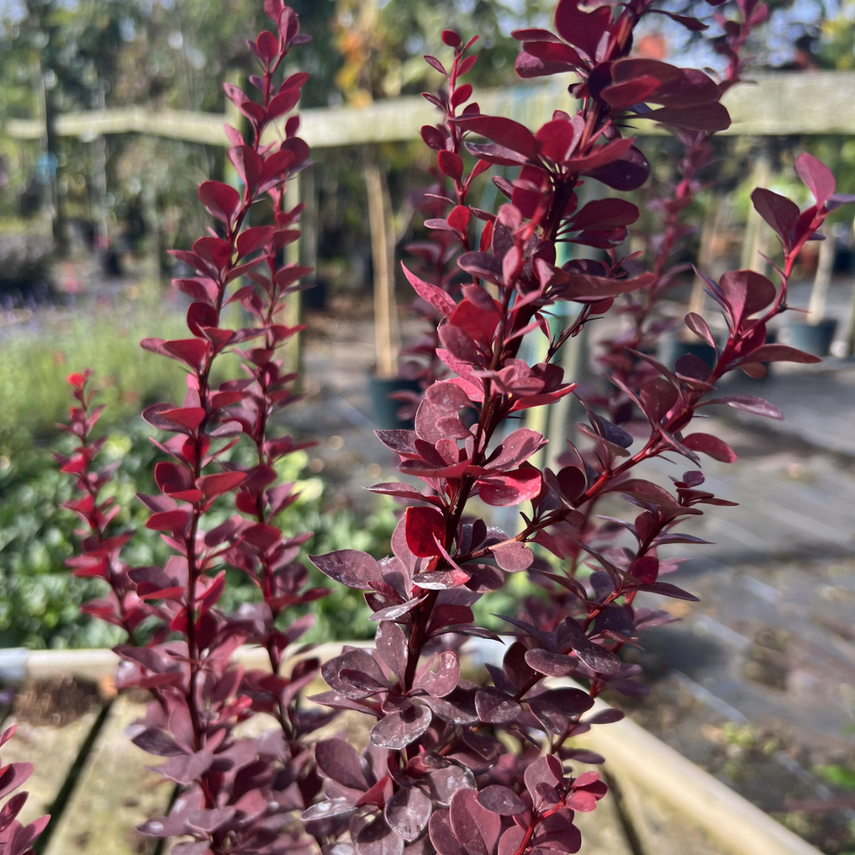 Berberis thunbergii &