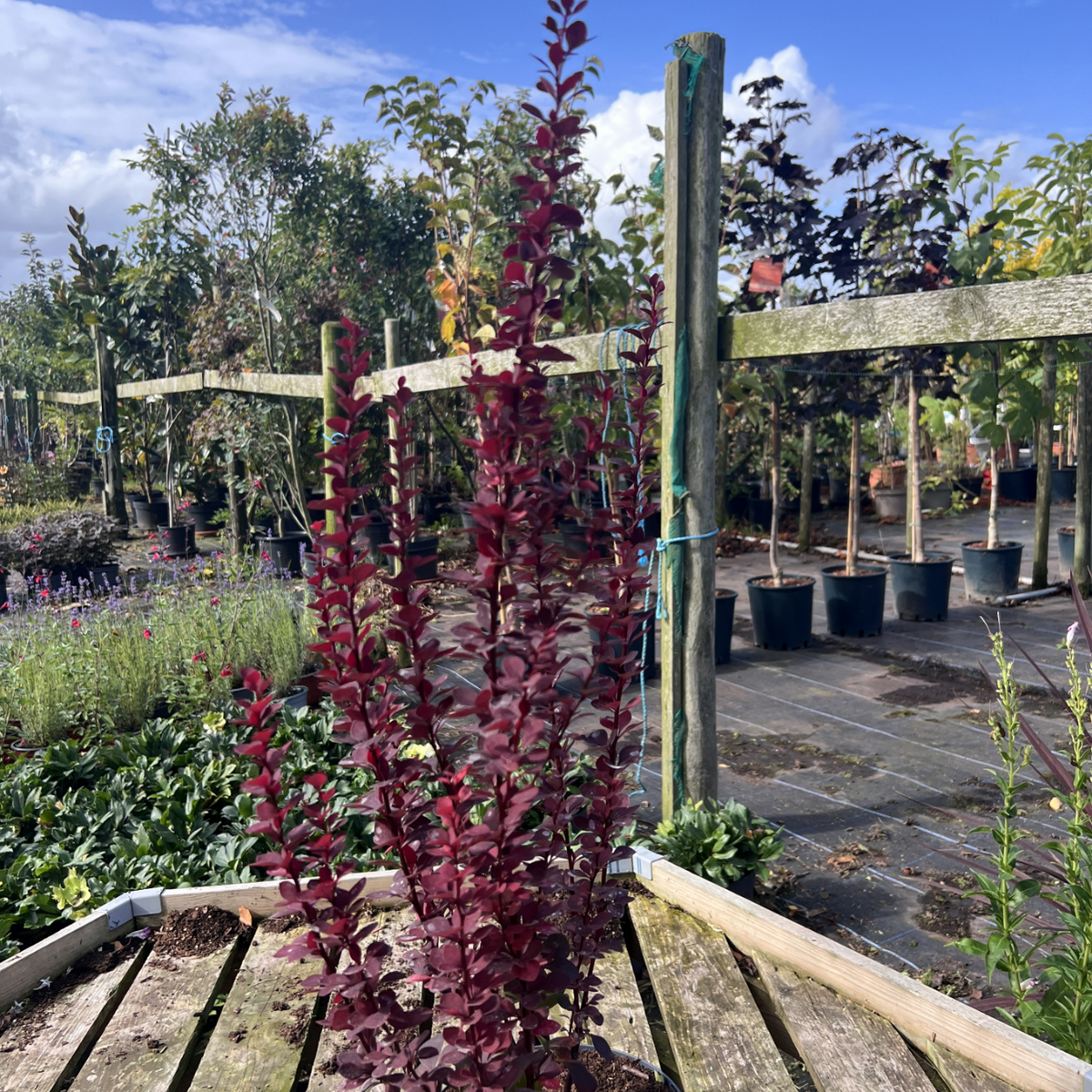 Berberis thunbergii &