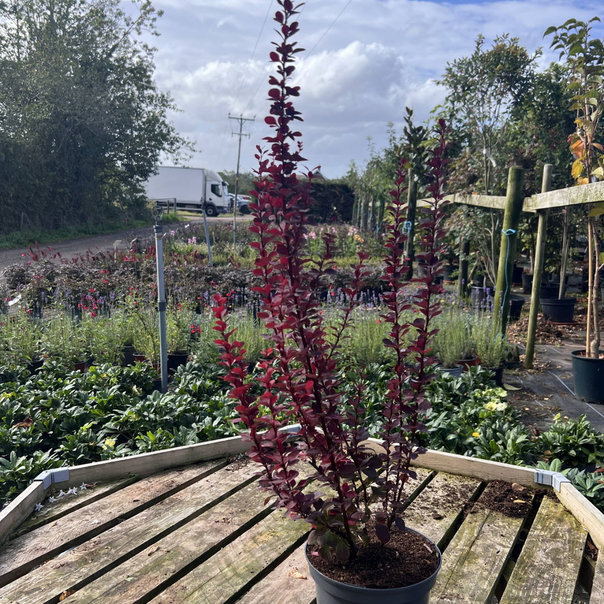 Berberis thunbergii &