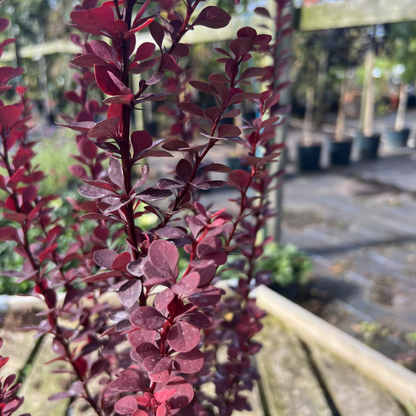Berberis thunbergii &