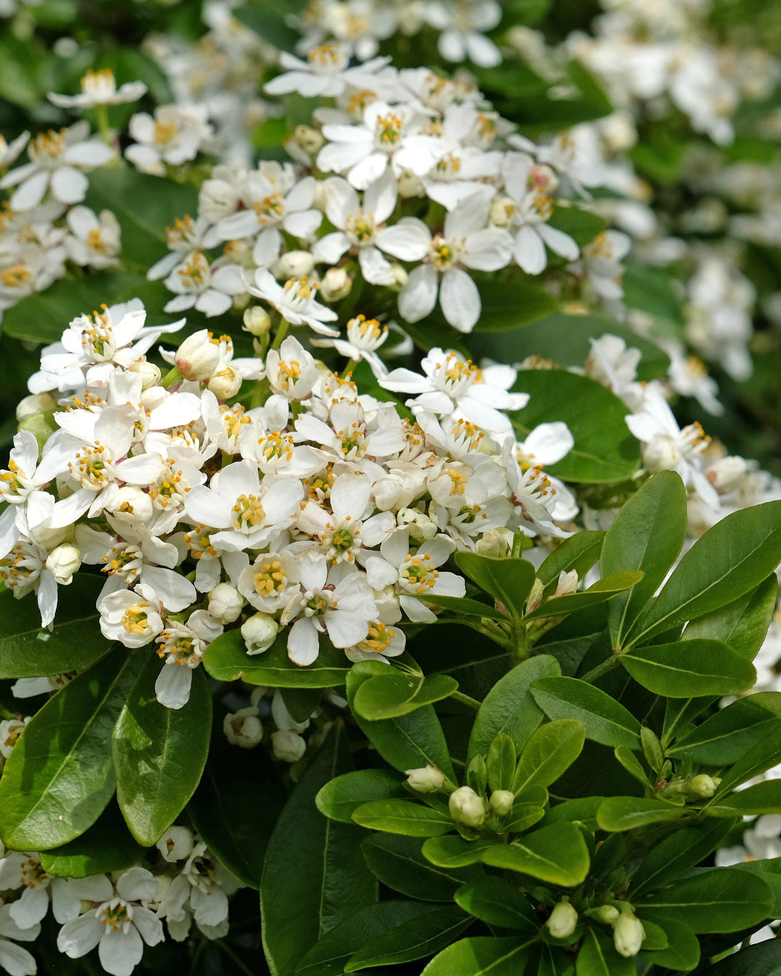Choisya ternata