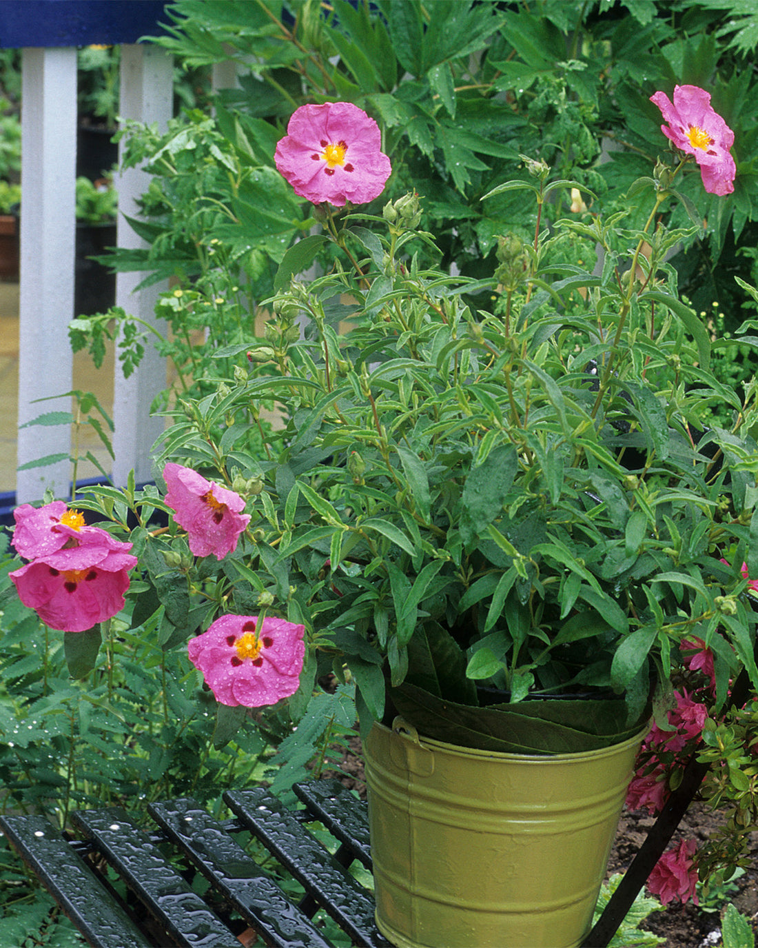 Cistus × purpureus