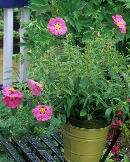 Cistus × purpureus