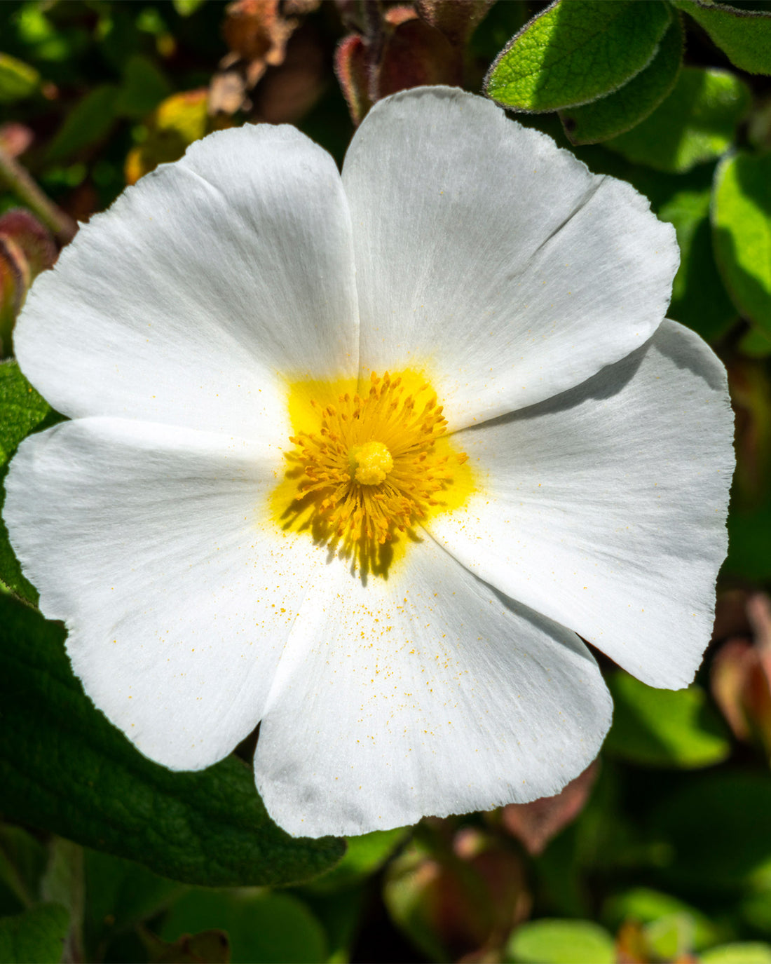 Cistus × corbariensis