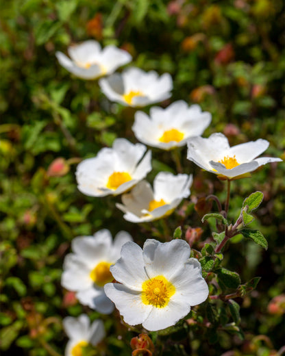 Cistus × corbariensis