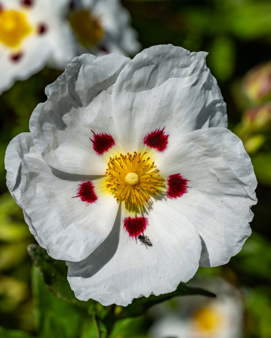 Cistus × purpureus ‘Alan Fradd’
